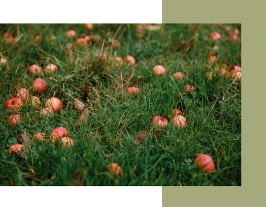 Pommes tombées du pommier