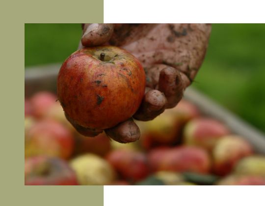 Pommes ramassées